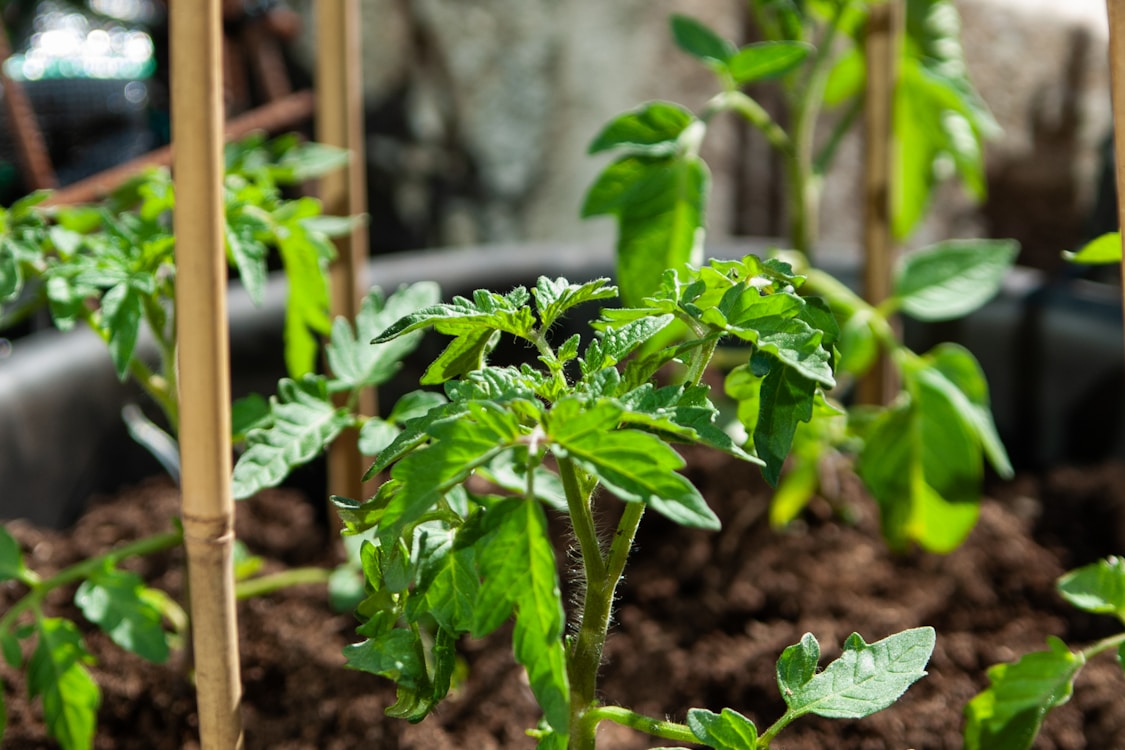 Easiest Vegetables to Grow in Grow Bags — Florida Zone 9b/10a