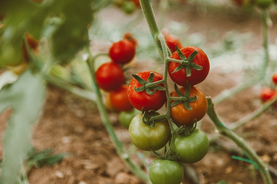 Why Everglades Tomato Is the Only Tomato Worth Growing in Florida (Zone 10a)
