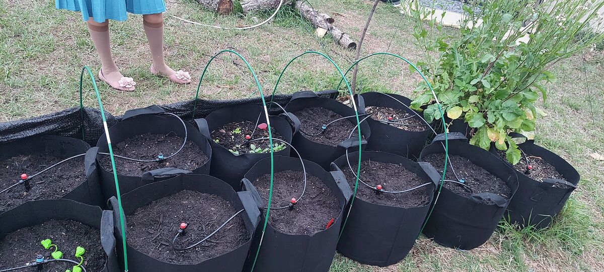 How to Water Grow Bags in Florida Heat (Set It and Forget It)