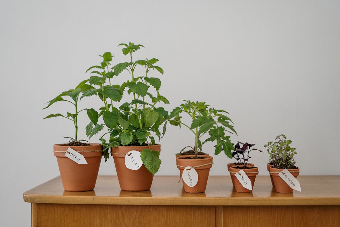 The Complete Florida Herb Growing Guide (Zone 10a Tested)