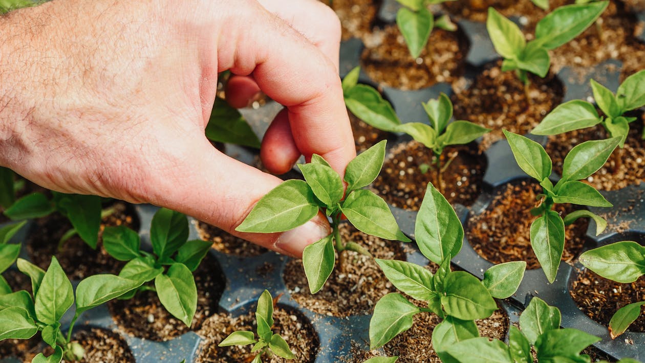 Florida Planting Calendar: What to Grow Month by Month