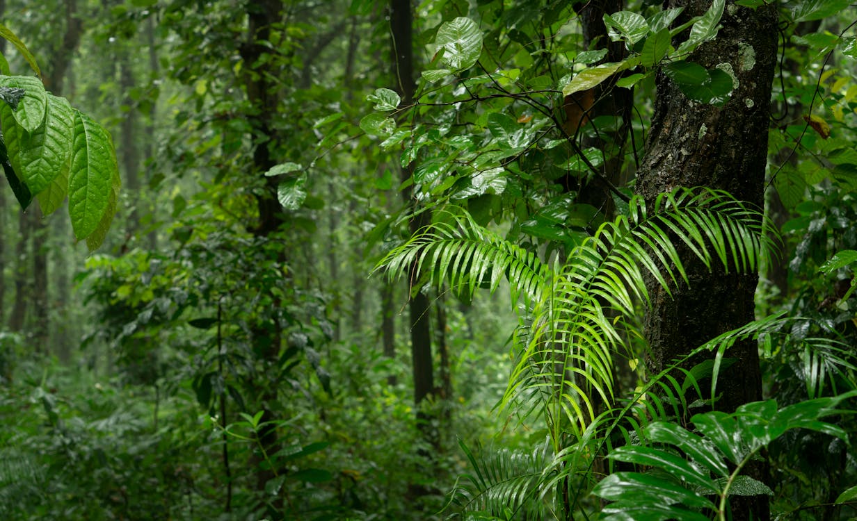 Florida Plants That Fail — and What to Grow Instead (Zone 10a)