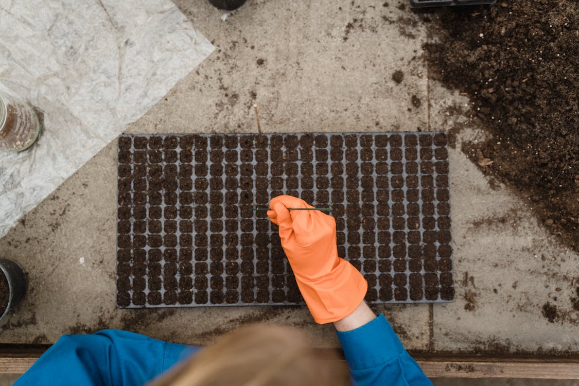 Florida Seasonal Growing Guide: What to Plant Every Month (Year-Round)