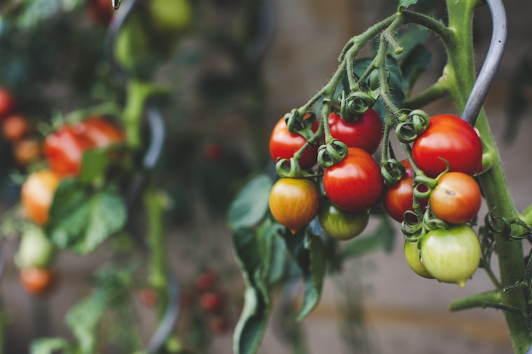 How Much Money Can You Save Growing Vegetables in Grow Bags? (Florida Numbers)