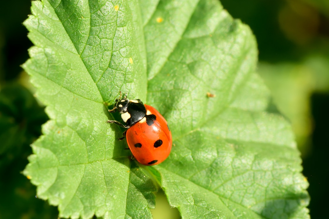 Grow Bag Pest Prevention — The Lazy Way (Florida)