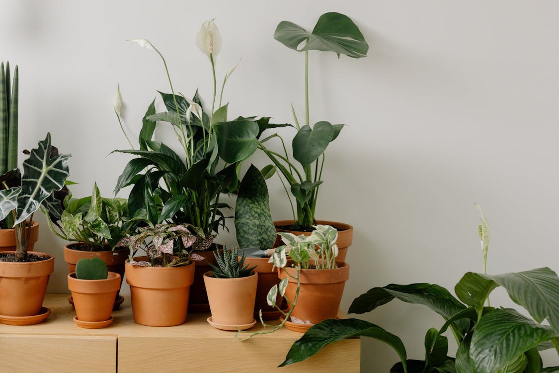 Grow Bag Size Guide: Which Gallon Size for Which Vegetable