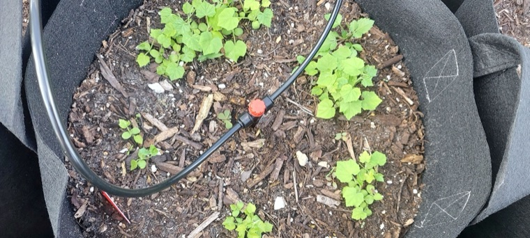 Grow Bags vs Raised Beds: Why Grow Bags Win in Florida Heat