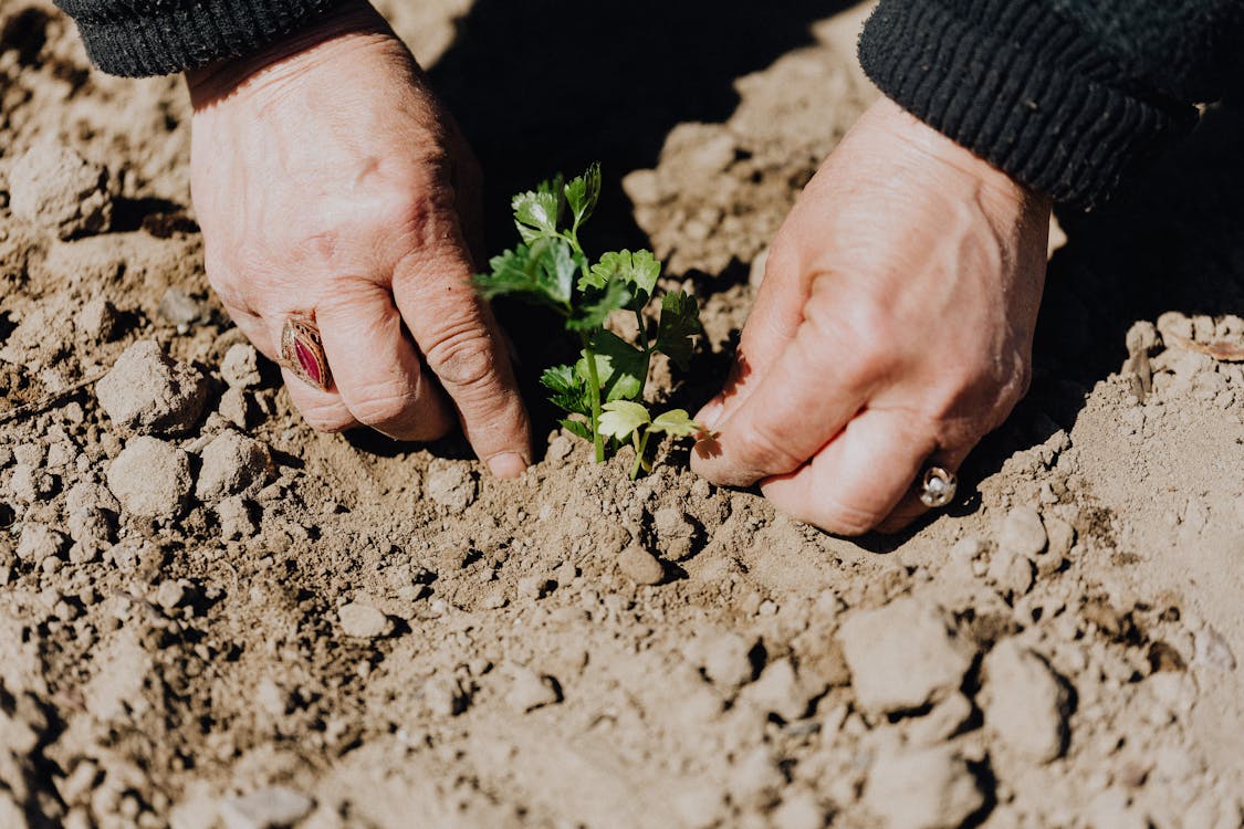 How to Start a Garden in Florida for Beginners