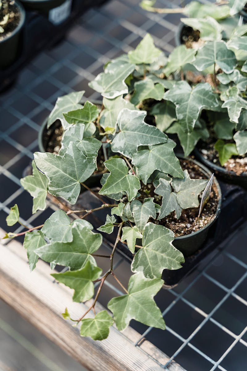 Solar Water Timer vs Battery Timer: Why Lazy Gardeners Choose Solar