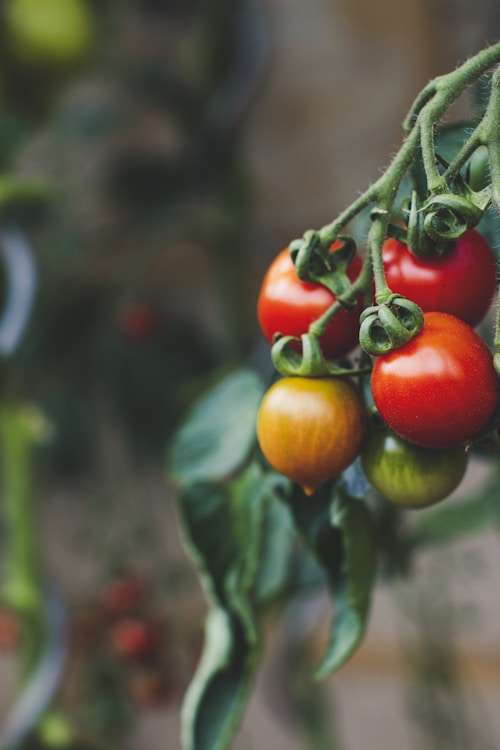 What to Plant in Grow Bags This Month: April in Florida