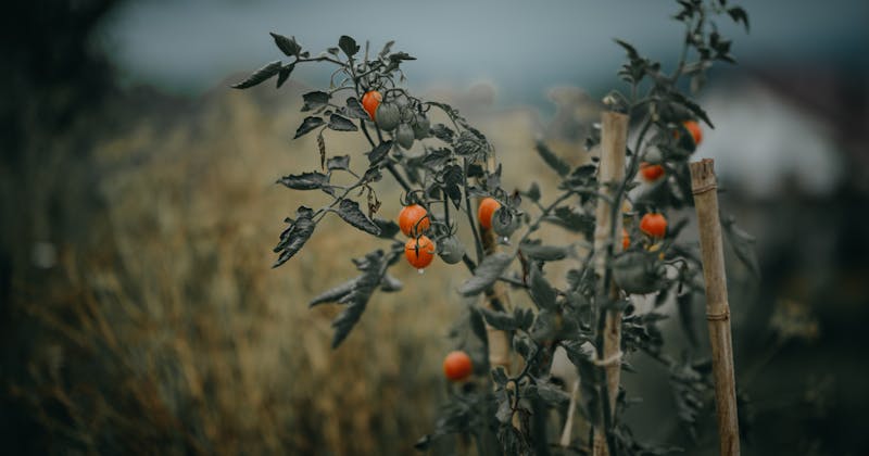 What to Plant in Grow Bags This Month: May in Florida